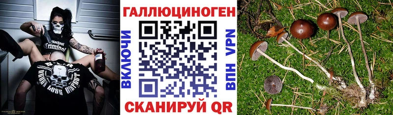 купить закладку Волжский Галлюциногенные грибы GOLDEN TEACHER